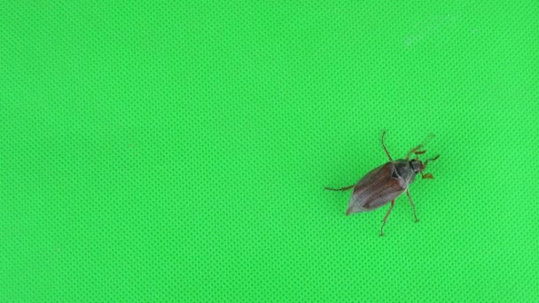 Käfer Kriecht Über Die Grüne Leinwand — Stockvideo