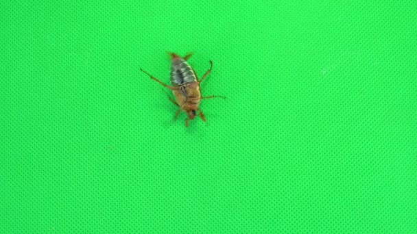 Böcek Sırtüstü Düştü Yuvarlanmaya Çalıştı Sonra Yeşil Ekranı Terk Etti — Stok video