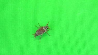Chafer böceği sürünür ve yeşil ekrana geçer..