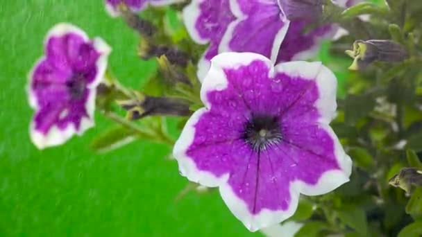 Gotas Agua Con Una Ráfaga Viento Cae Sobre Petunias Una — Vídeos de Stock