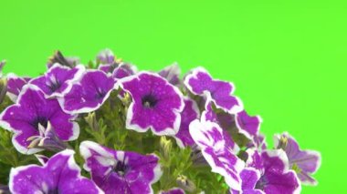 Petunyaya bir damla su düşer..