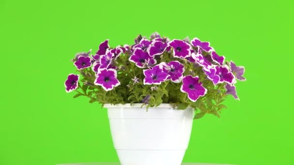 Ramo Petunias Gira Sobre Una Pantalla Verde — Vídeos de Stock