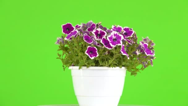 Ramo Petunias Gira Sobre Una Pantalla Verde — Vídeo de stock