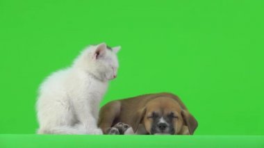 Yeşil ekranda uyuyan beyaz kedi ve kahverengi köpek yavrusu.