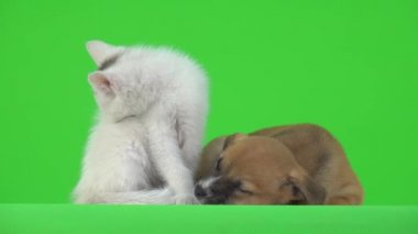 Yeşil ekranda kahverengi köpek ve beyaz kedi yavrusu.
