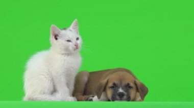 Yeşil ekranda kahverengi köpek ve beyaz kedi yavrusu.