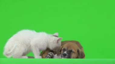 Beyaz kedi yavrusunun yanında yatmaya hazırlanıyor. yeşil ekran