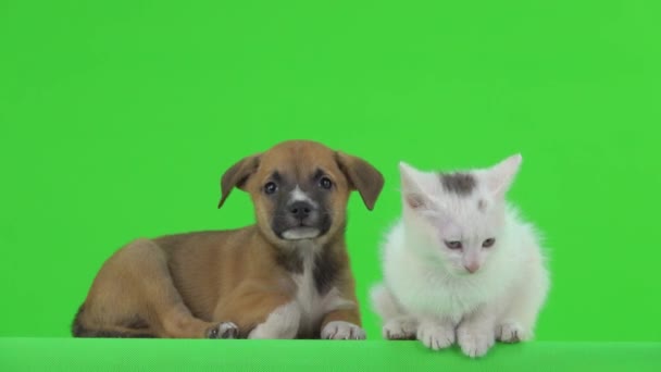 Brown Puppy White Kitten Green Screen — Stock Video