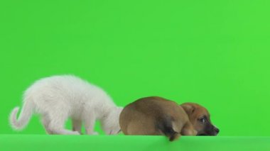 Yeşil ekranda beyaz bir kedi yavrusunun kuyruğuyla oynanıyor..