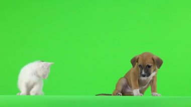 Yeşil ekranda beyaz bir kedi yavrusunun kuyruğuyla oynanıyor..