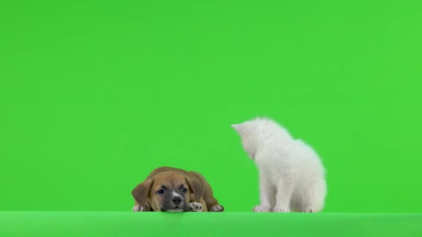 White Kitten Played Puppy Tail Green Screen — Stock Video