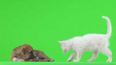 Beyaz kedi ve kahverengi köpek yavrusu yeşil ekranda.