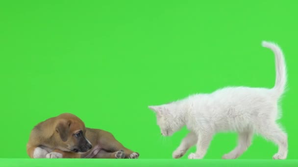 White Kitten Brown Puppy Green Screen — Stock Video