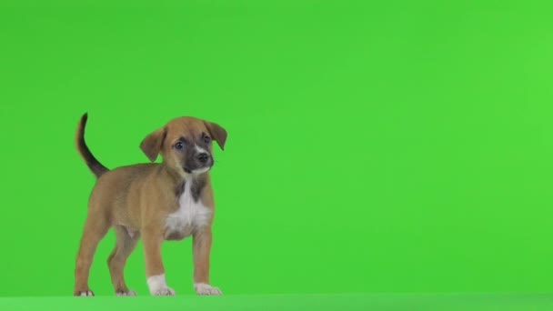 Bruine Puppy Kwispelt Zijn Staart Groene Wereld — Stockvideo