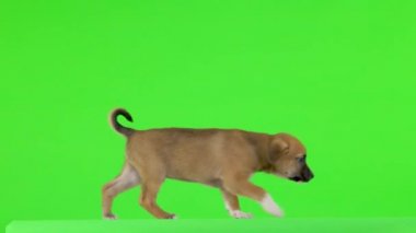 Kahverengi bir köpek yavrusu kameraya bakar ve yeşil ekrandan çıkar..