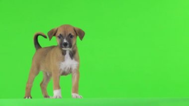 Kahverengi bir köpek yavrusu kameraya bakar ve yeşil ekrandan çıkar..