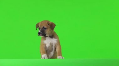 Kahverengi bir köpek yavrusu yeşil bir ekranda ön ayakları üzerinde duruyor..