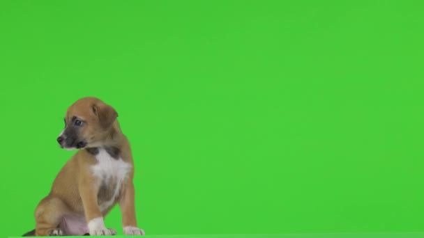 Brown Puppy Looks Camera Walks Out Green Screen — Stock Video