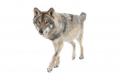 Laufender grauer Wolf isoliert auf weißem Hintergrund.