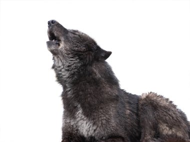  howling canadian black wolf isolated on white background clipart
