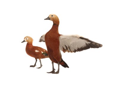 Beyaz arkaplanda iki ogar izole edildi