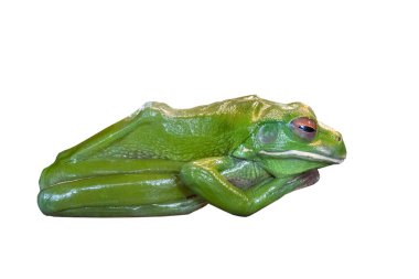  Kurbağa (litoria infrafrenata) beyaz arkaplanda izole edildi.
