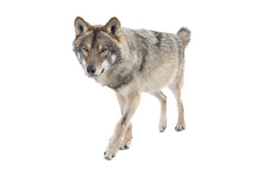 Running gray wolf isolated on a white background. clipart