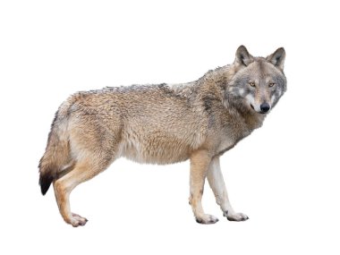 Dişi kurt beyaz arka planda izole edilmiş..