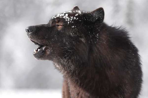 Portrait of a Canadian howling black wolf in winter.