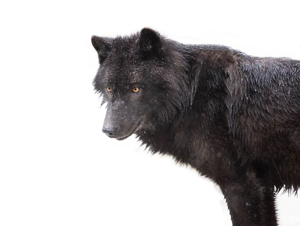 Retrato Lobo Canadense Preto Isolado Sobre Fundo Branco — Fotografia de Stock