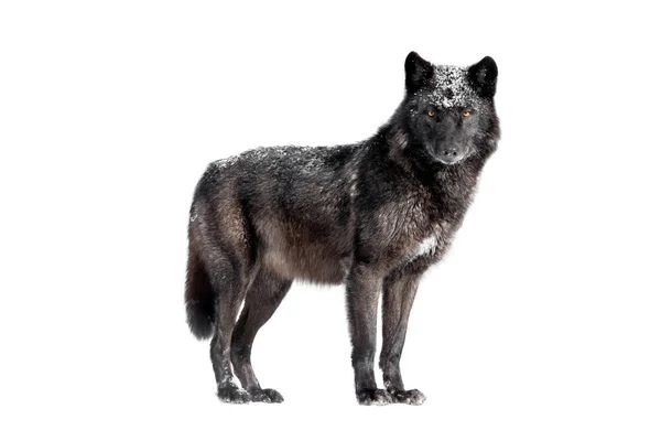 Natte Canadese Zwarte Wolf Geïsoleerd Witte Achtergrond — Stockfoto