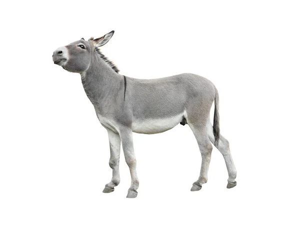 Dreaming Donkey Isolated White Background — Stock Photo, Image