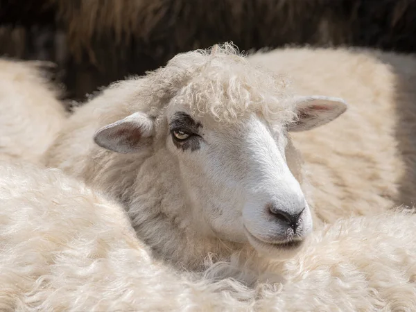 Білі Вівці Серед Овець Фермі — стокове фото