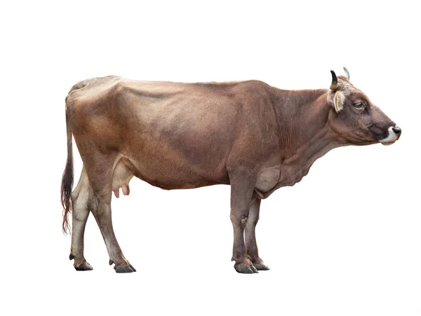 白地に隔離された褐色の牛 — ストック写真