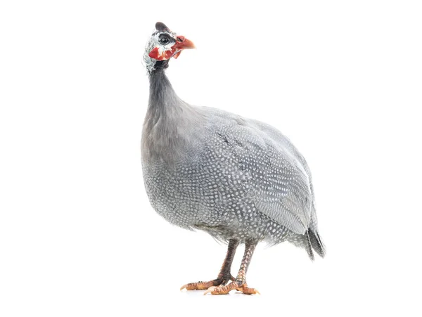 Guinea Fowl Isolated White Background — Stock Photo, Image