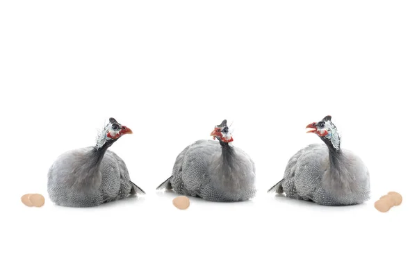 Three Guinea Fowls Fighting Themselves Isolated White Background — Stock Photo, Image