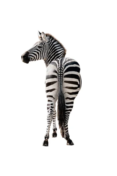 Zebra Izolované Bílém Pozadí — Stock fotografie