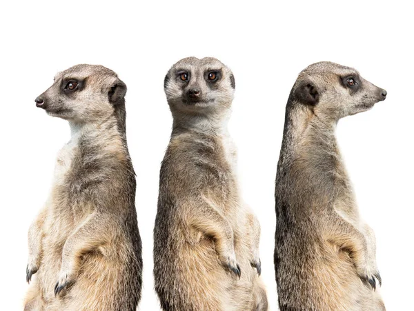 Trois Suricates Stand Montre Isolé Sur Fond Blanc — Photo