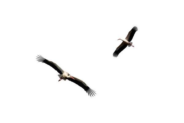 Vliegende Ooievaars Geïsoleerd Witte Achtergrond — Stockfoto