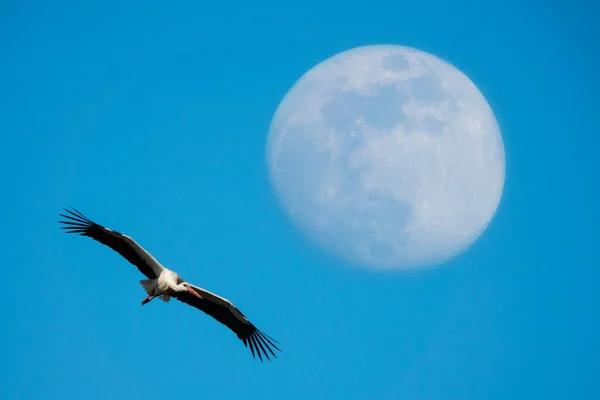 青い空を背景に月の背景に空を飛ぶコウノトリ — ストック写真