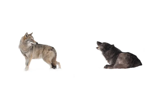 Two Wolves Isolated White Background — Stock Photo, Image