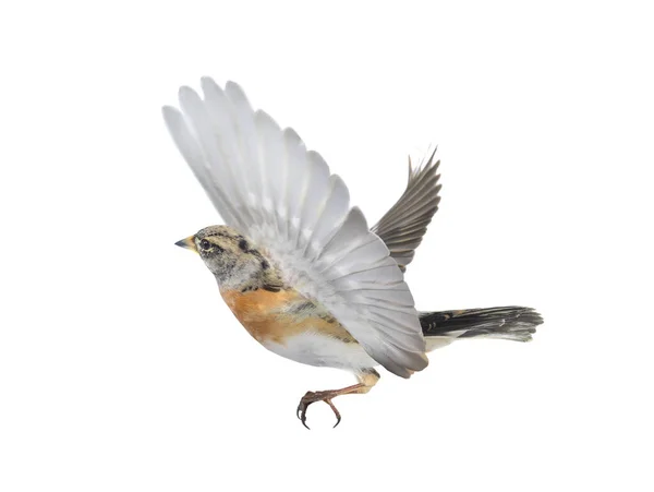 在白色背景上隔绝的飞行中的Brambling鸟 — 图库照片
