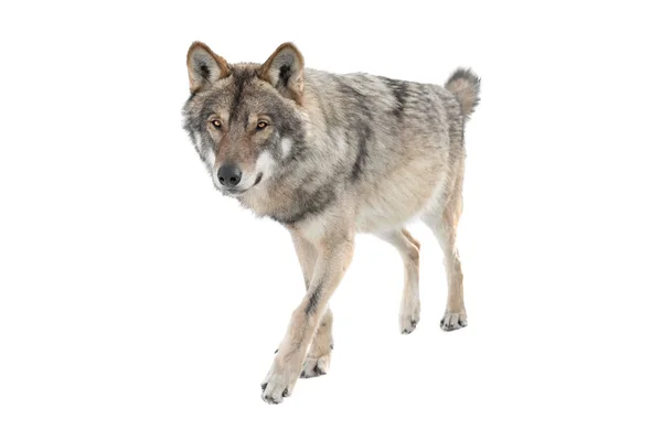 Running Gray Wolf Isolated White Background — Stock Photo, Image