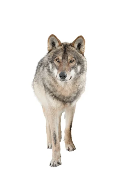 Kışın kar altında beyaz arka planda izole bir şekilde duran gri kurt..