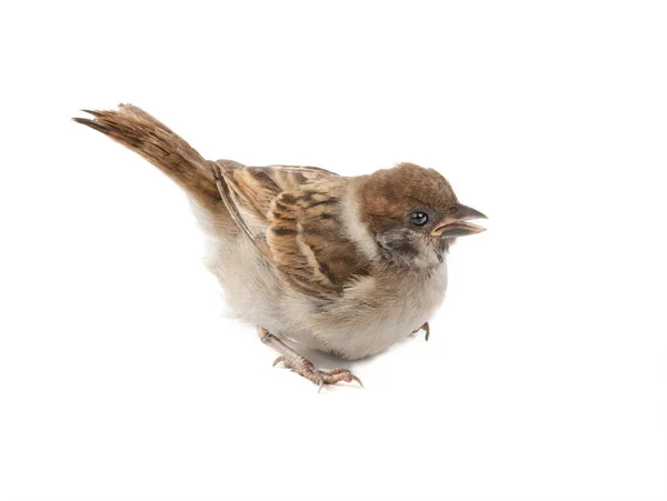 Liten Sparv Som Flög Boet Isolerad Vit Bakgrund — Stockfoto