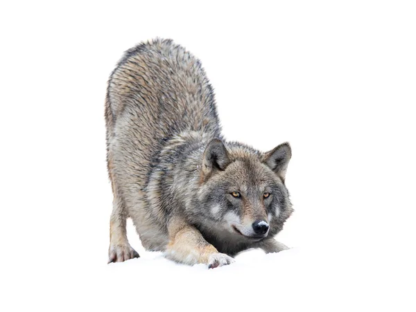 Wolf Gömmer Sig Innan Attackera Bytet Isolerad Vit Bakgrund — Stockfoto