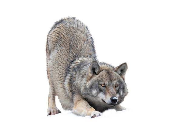 Wolf hides before attacking prey isolated on white background.
