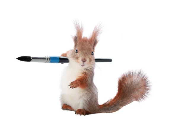 Eichhörnchen Hält Einen Pinsel Isoliert Auf Weißem Hintergrund — Stockfoto