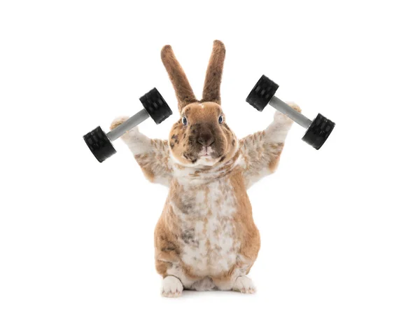 Easter bunny exercise Stock Photos, Royalty Free Easter bunny