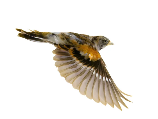 在白色背景上隔绝的飞行中的Brambling鸟 — 图库照片